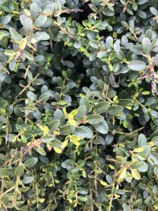 1595086960-name-that-plant-1 | Walter Reeves: The Georgia Gardener