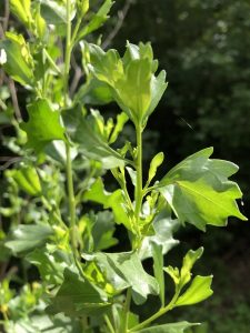 1595373592-name-that-plant-1 | Walter Reeves: The Georgia Gardener