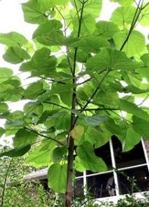 1596729380-name-that-plant-1 | Walter Reeves: The Georgia Gardener