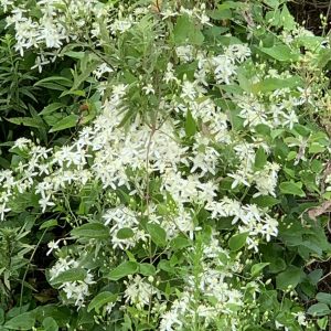 1598306740-name-that-plant-1 | Walter Reeves: The Georgia Gardener