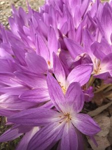 1600890475-name-that-plant-1 | Walter Reeves: The Georgia Gardener