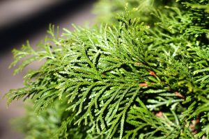 11 | Walter Reeves: The Georgia Gardener