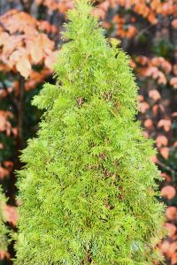 3 | Walter Reeves: The Georgia Gardener