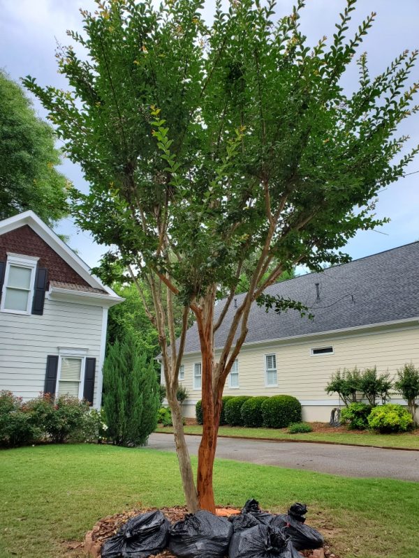 Planting Crapemyrtle Near A Driveway