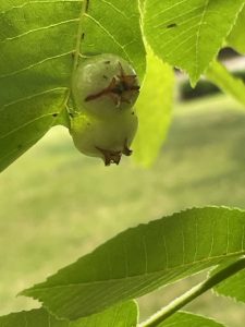 pecan phylloxera 1 | Walter Reeves: The Georgia Gardener