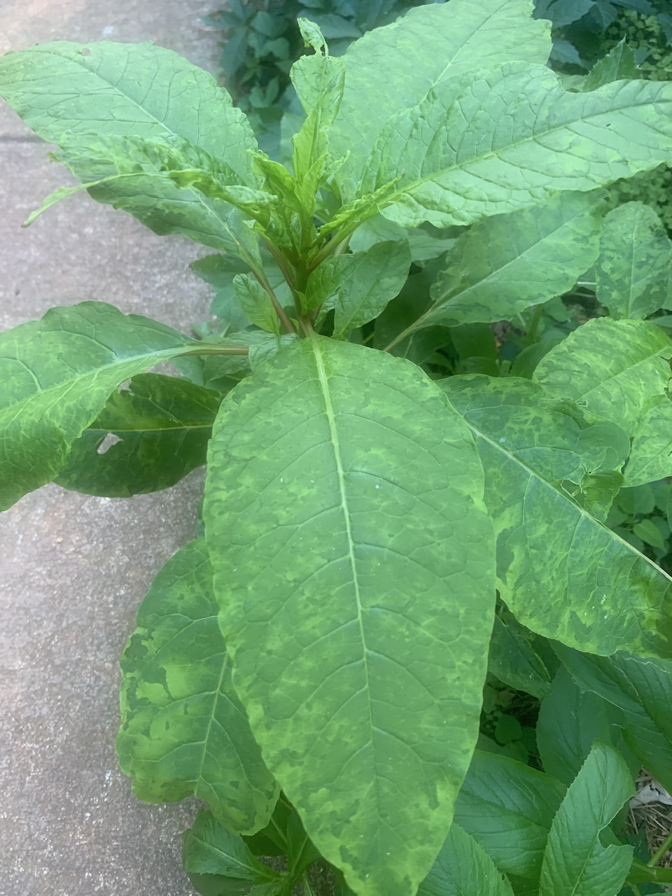 canton-spring-1717627019