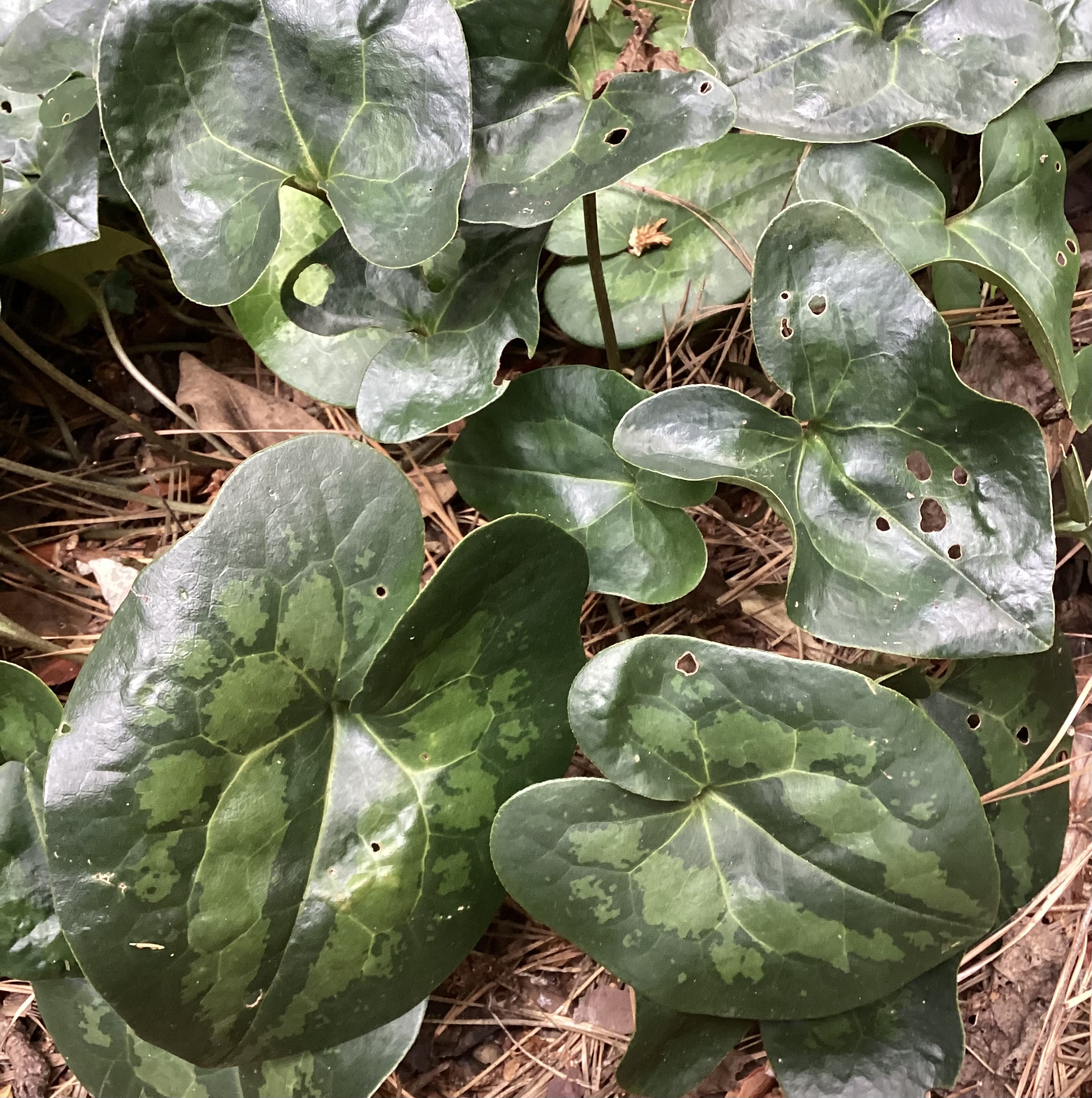 decatur-summer-1727226910